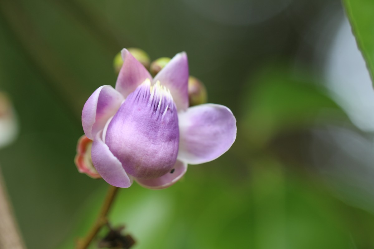 Lecythis lanceolata Poir.